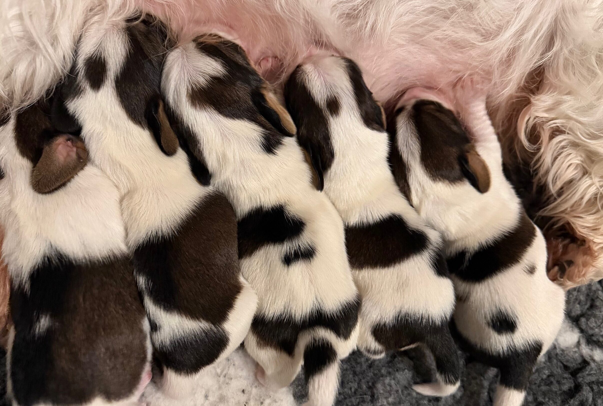 Den 7:e februari såg fem godingar dagensljus!