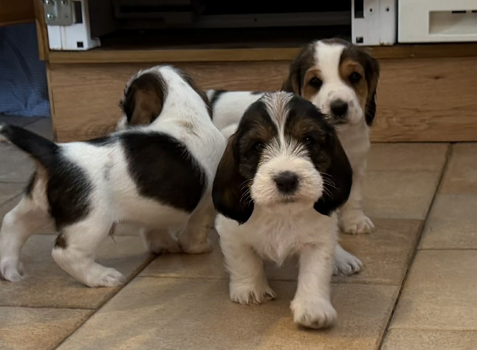 Oskar, Alvar, Nils, Frida och Ebba ”Skidkullen” Hane finns att tinga!