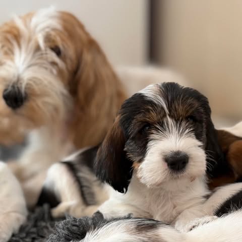 Uppdatering: Alvar har nu hittat sitt egna hem!