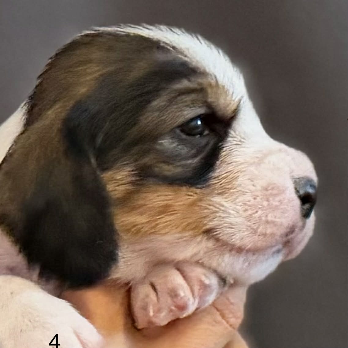 Valparna är nu 3 veckor!