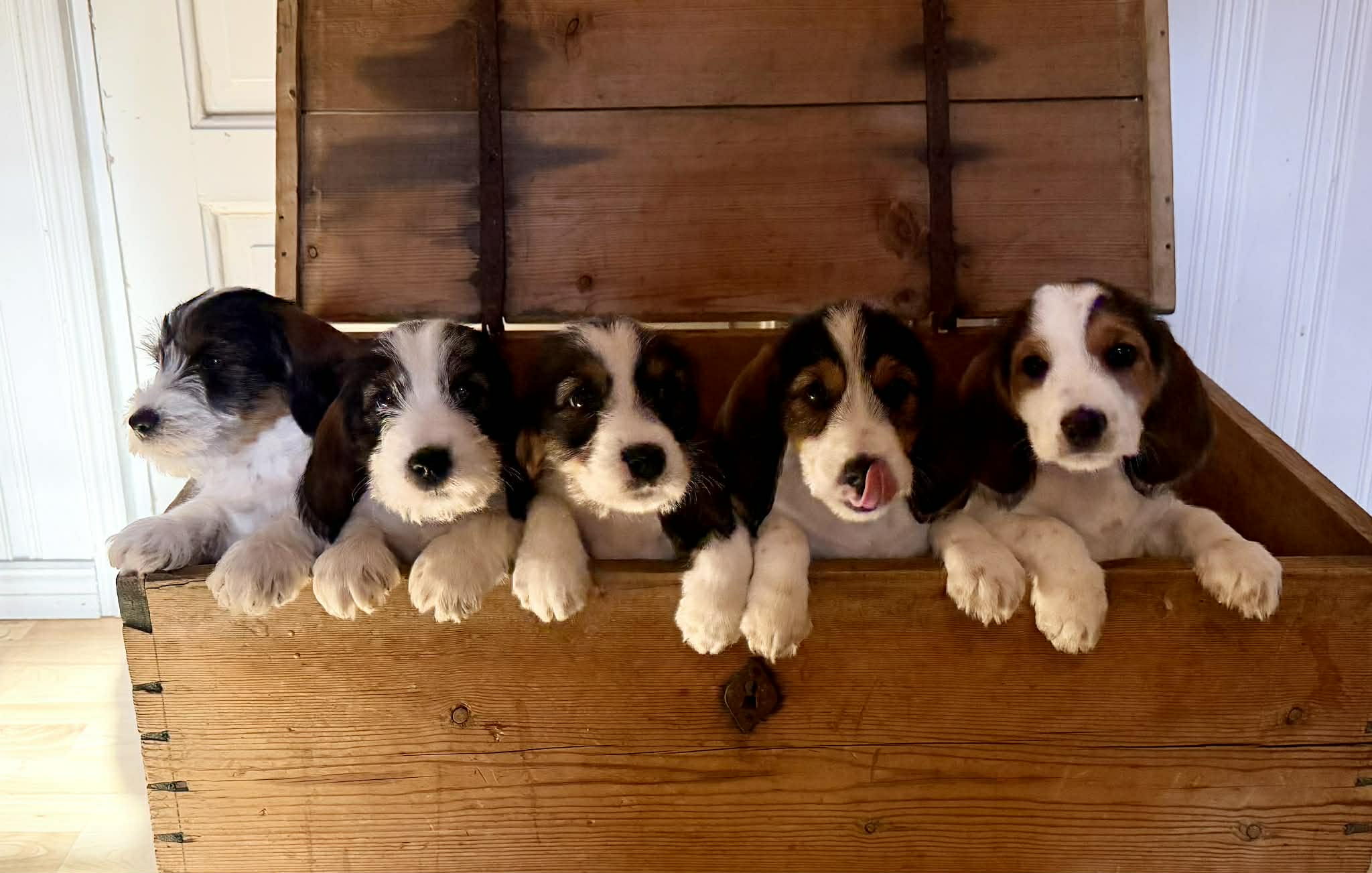 Åtta veckor i valpbubblan är nu över!